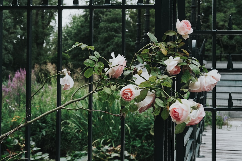 a bunch of flowers that are on a fence