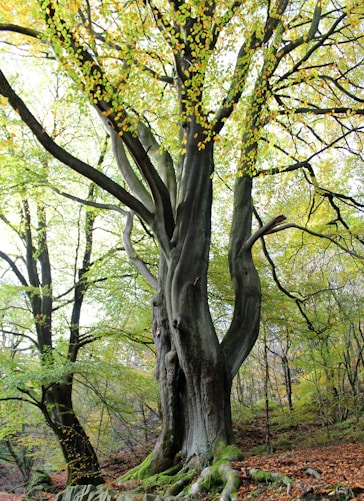 a large tree in the middle of a forest