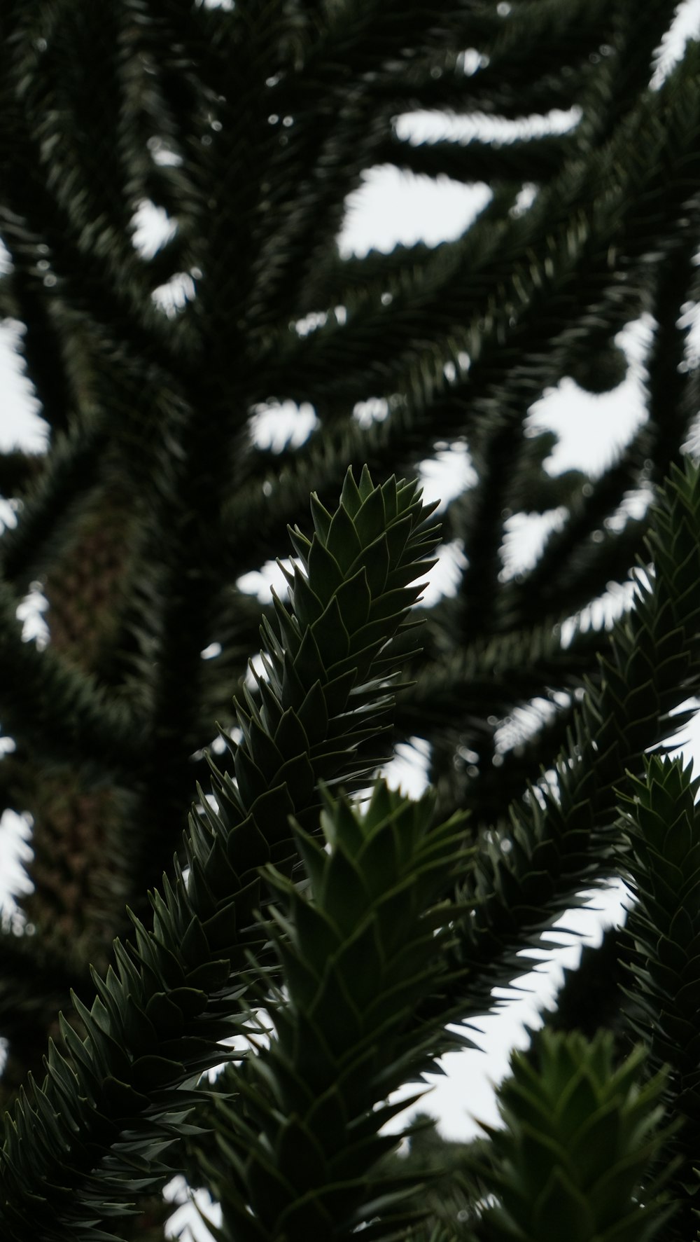 a close up of a pine tree branch