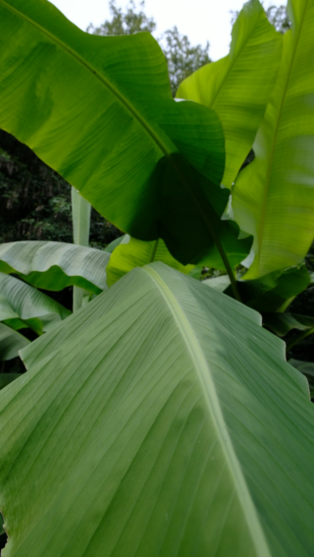 a large green leafy plant in the middle of a forest