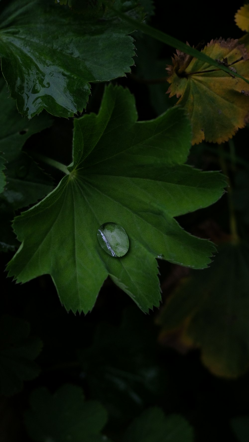 a leaf with a drop of water on it