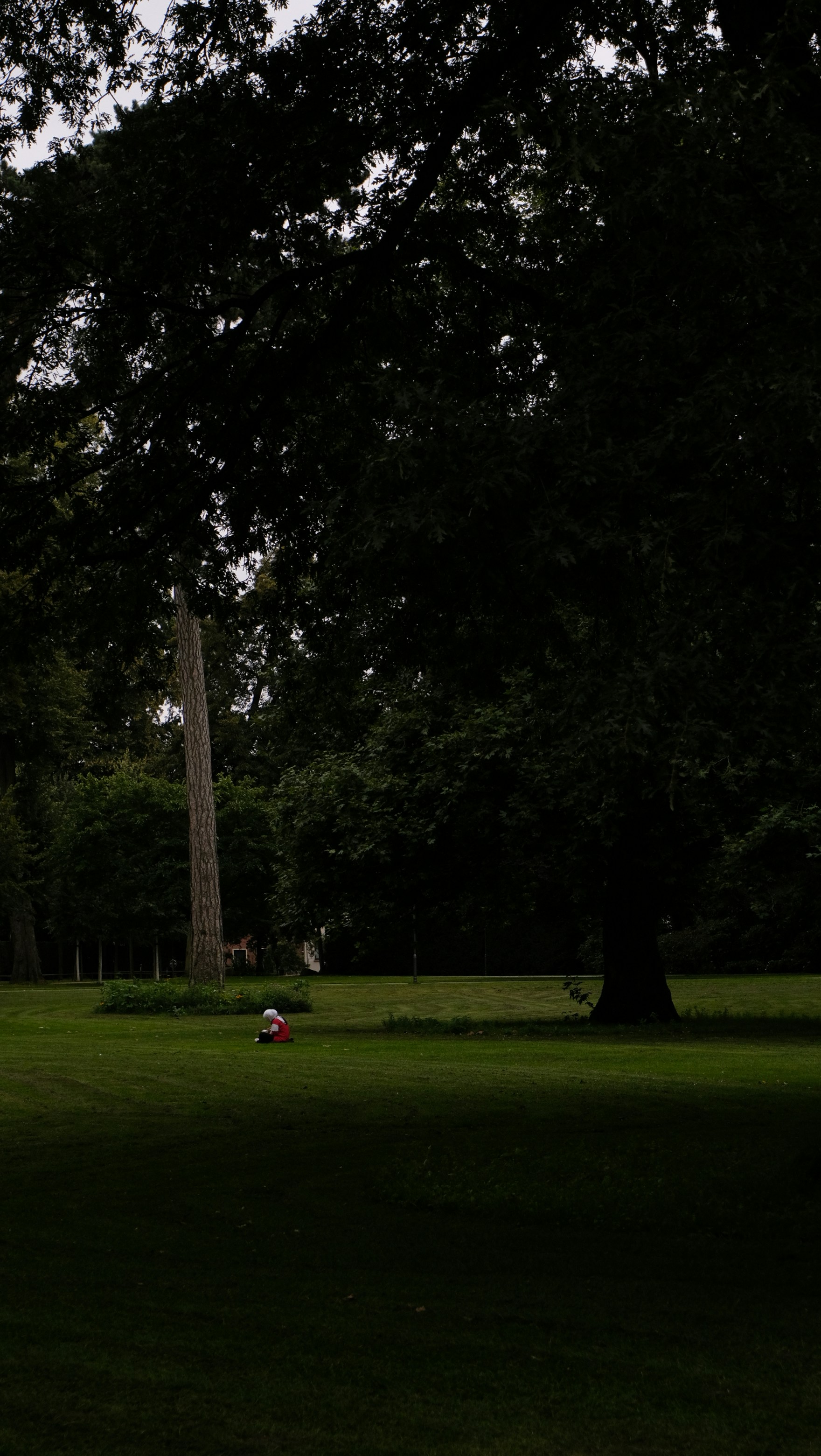 Une personne assise sur un banc sous un grand arbre photo Photo