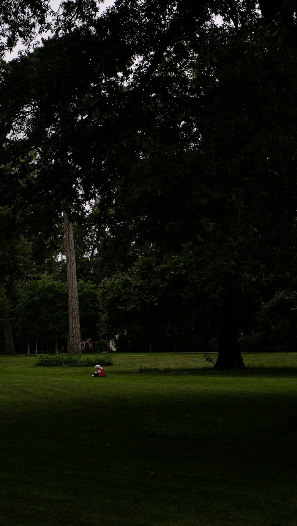 a person sitting on a bench under a large tree