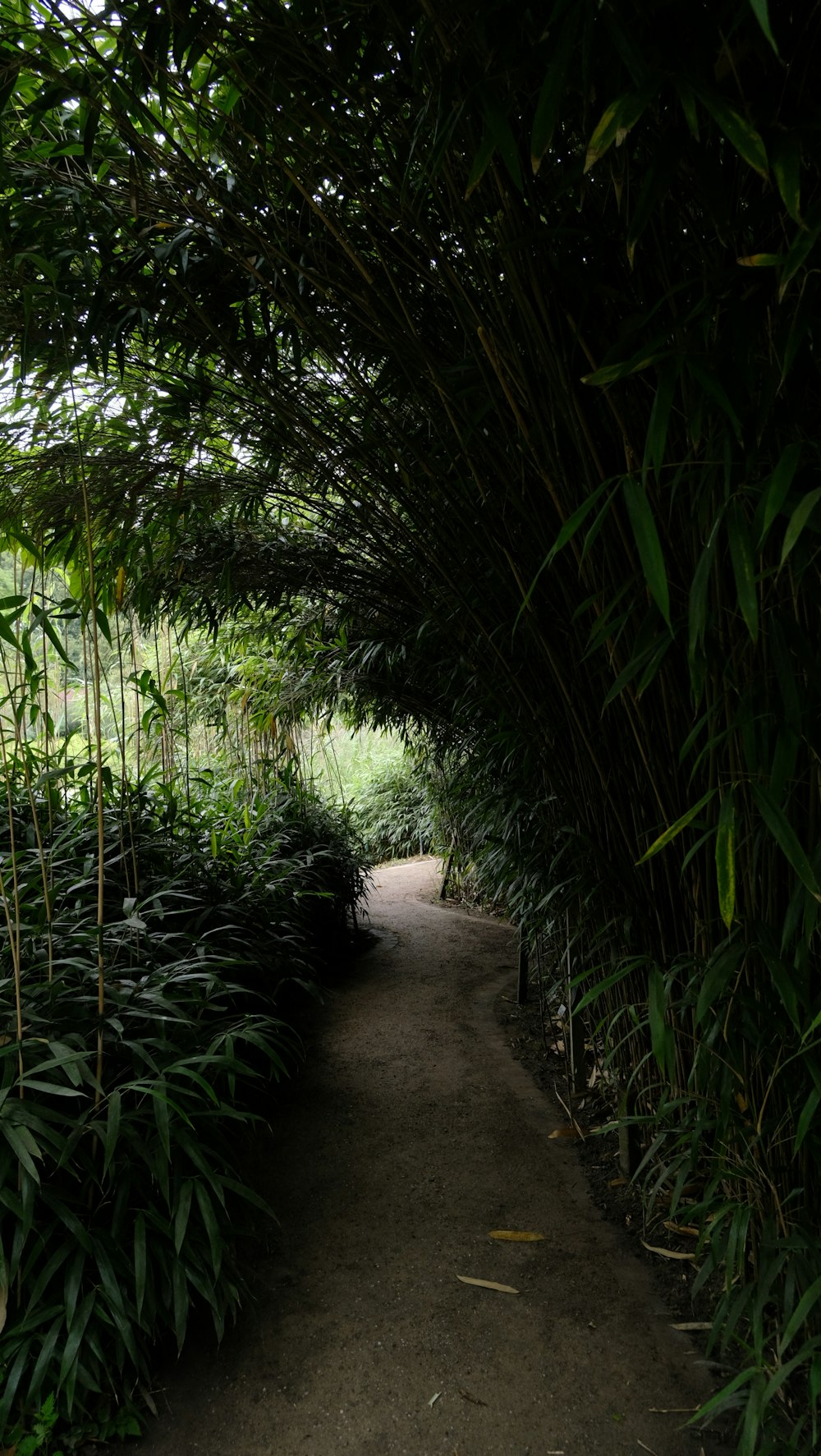 a path that is surrounded by trees and grass