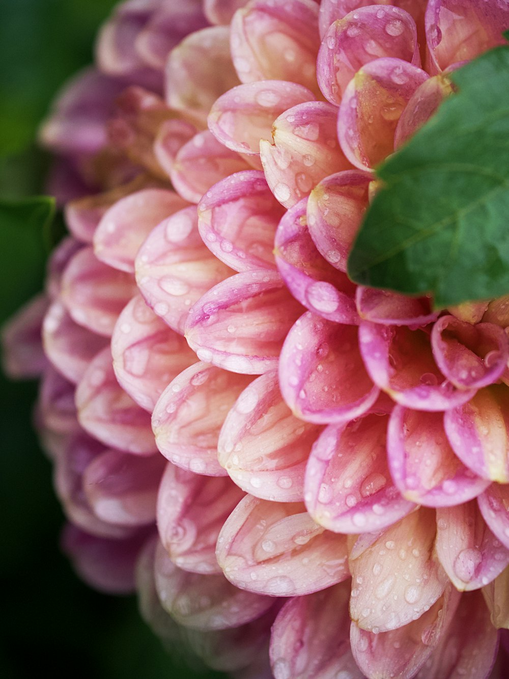 a pink flower with water droplets on it