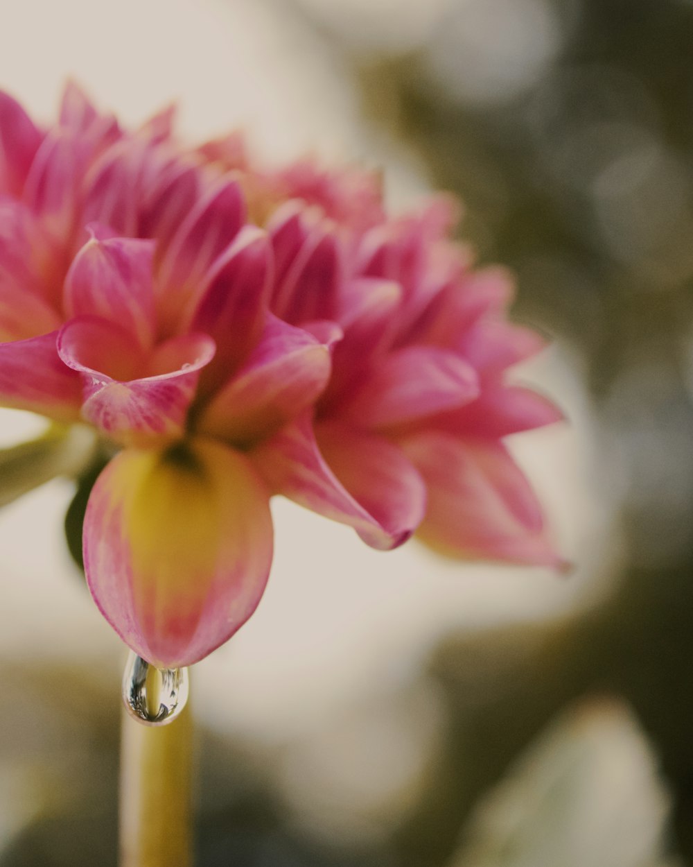 a pink flower with a drop of water on it
