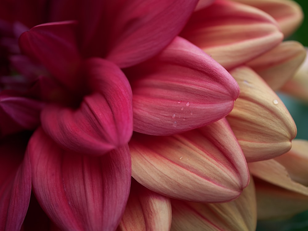 a close up of a pink and yellow flower