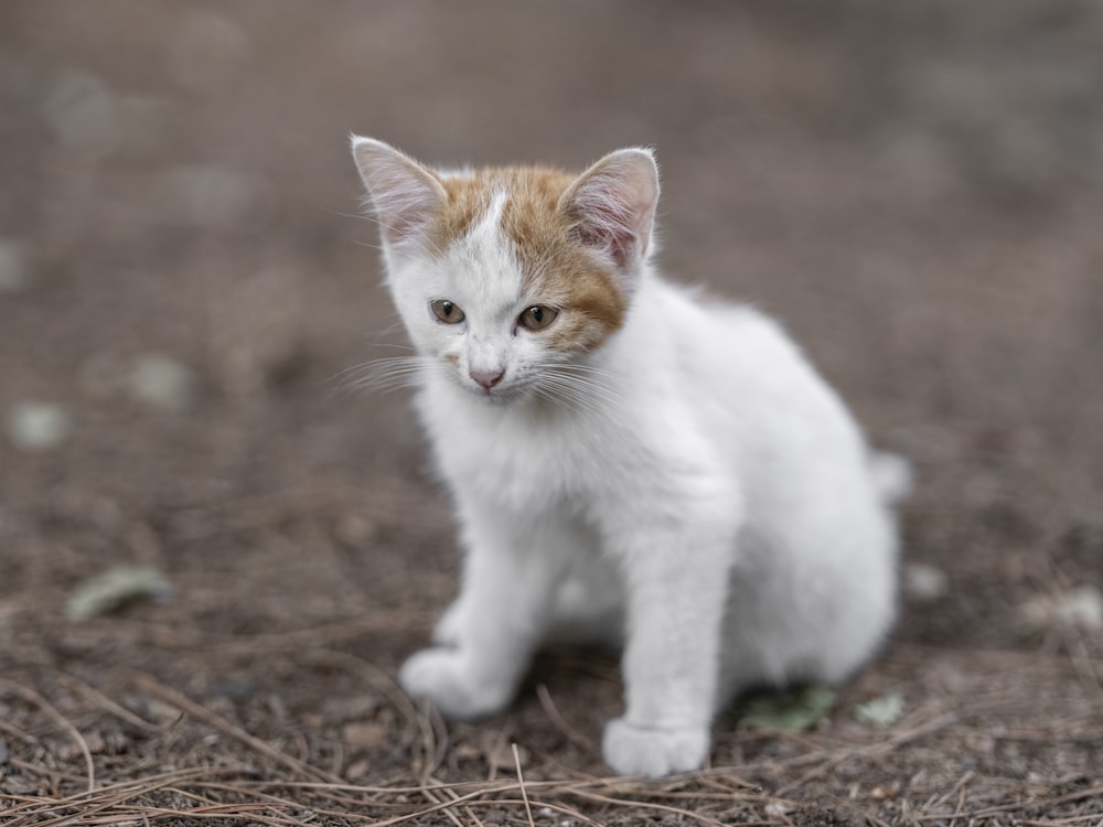 a small white and orange kitten sitting on the ground