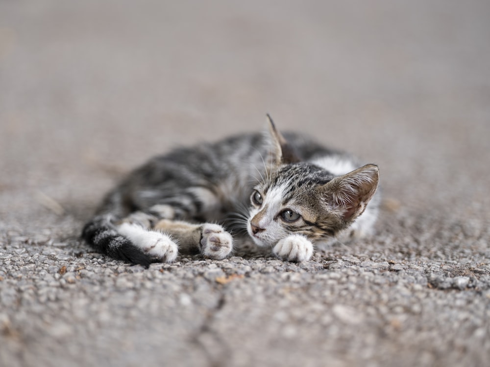 a small kitten laying on top of a carpet
