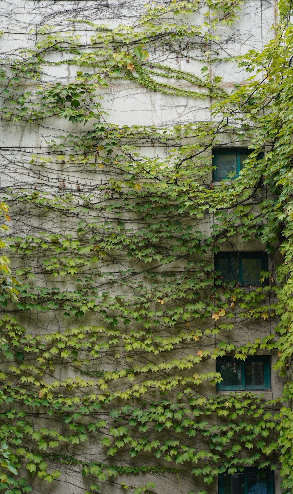 a building covered in vines and ivys