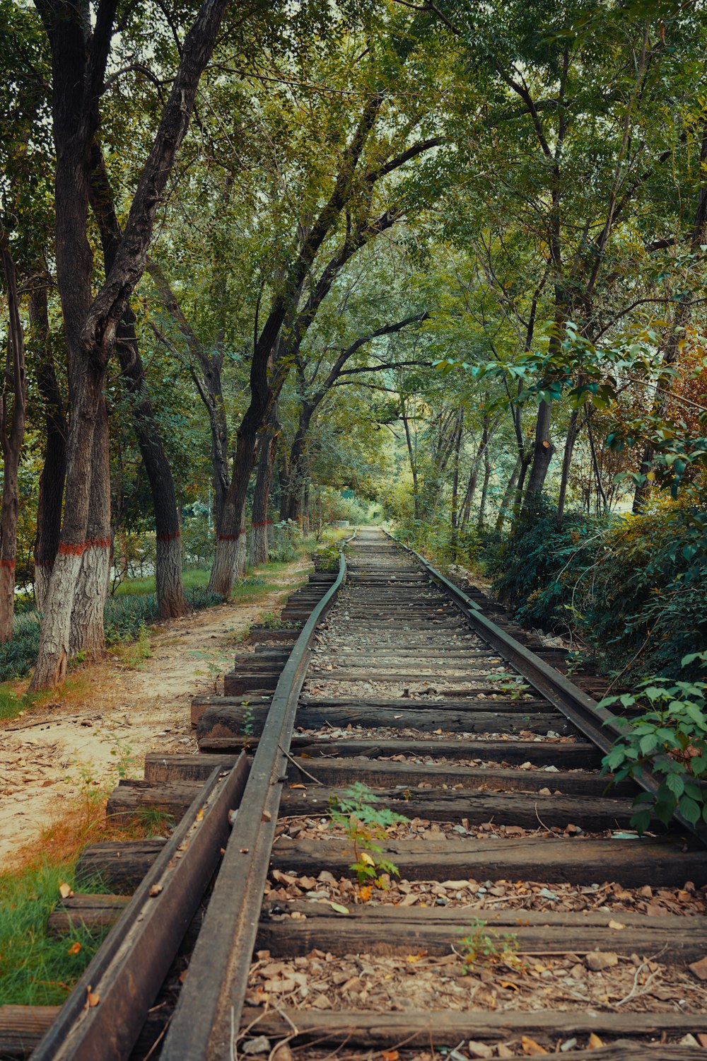 a train track running through a forest filled with trees