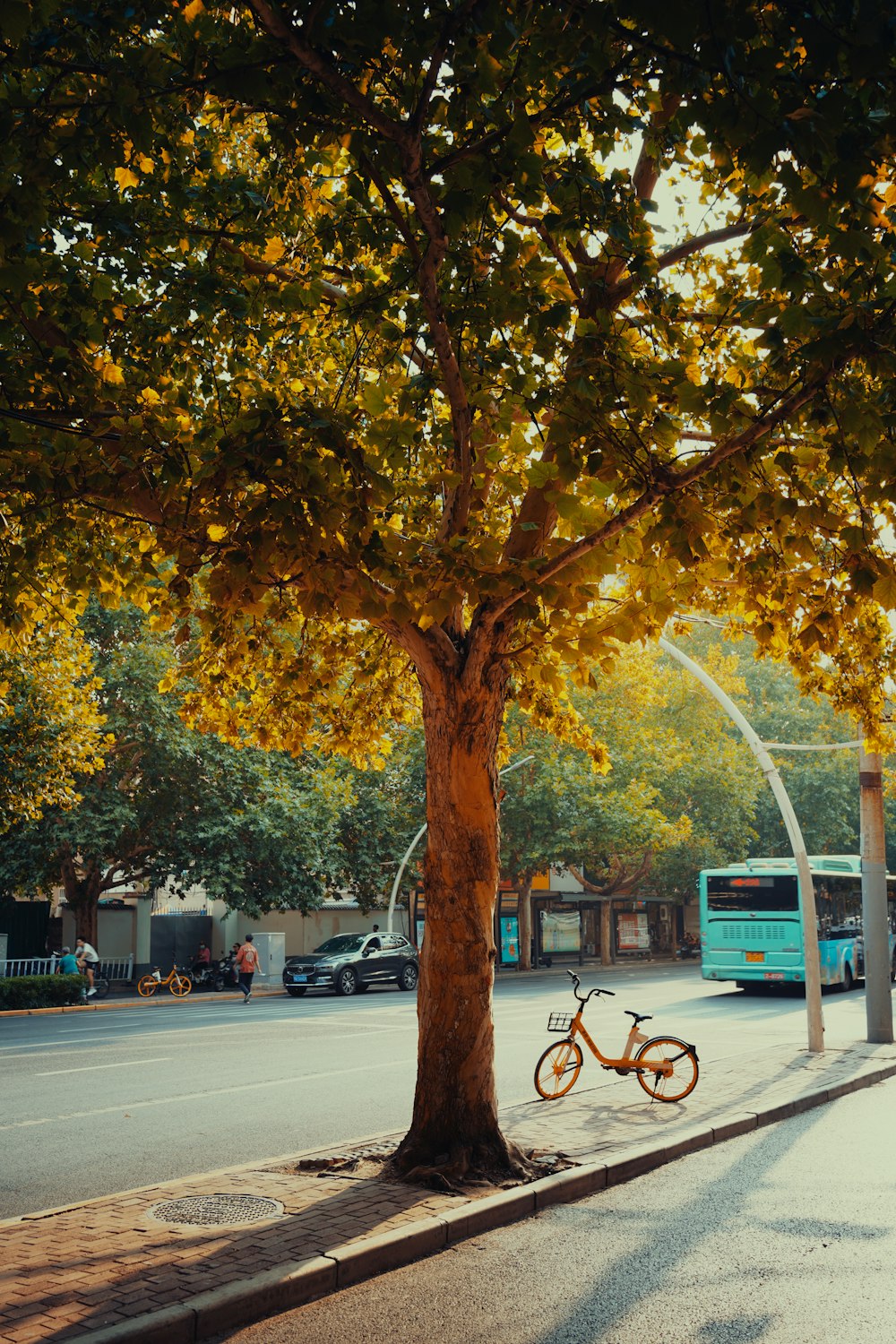 a bicycle parked under a tree on the side of the road