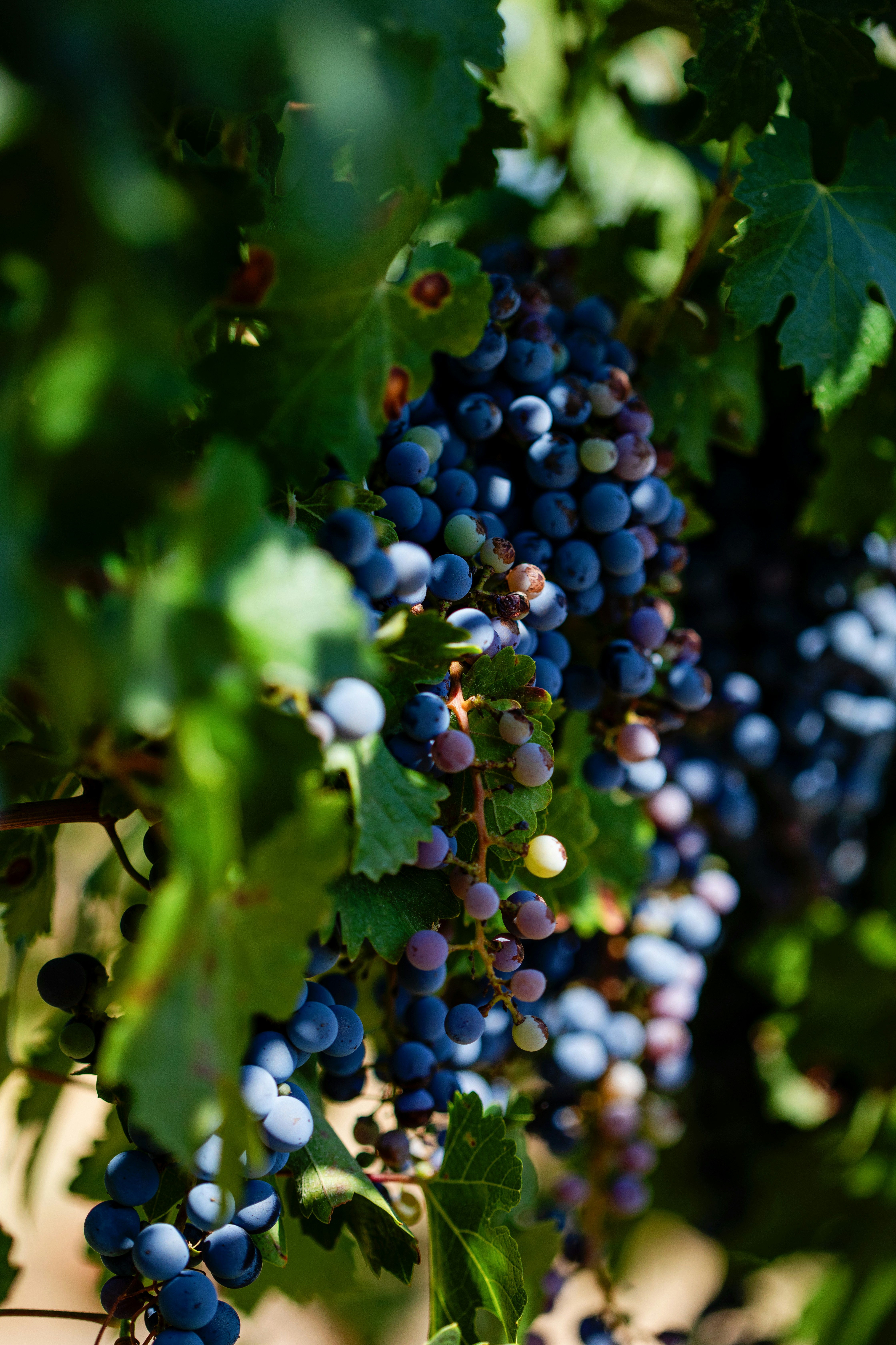 Photo by sixteenmilesout