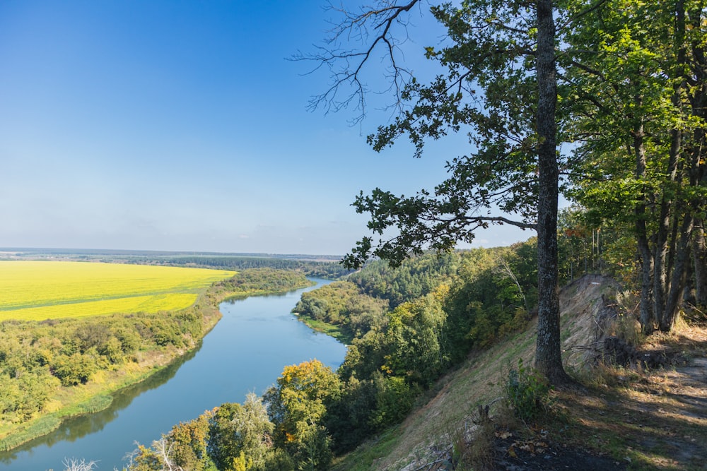 a river running through a lush green forest