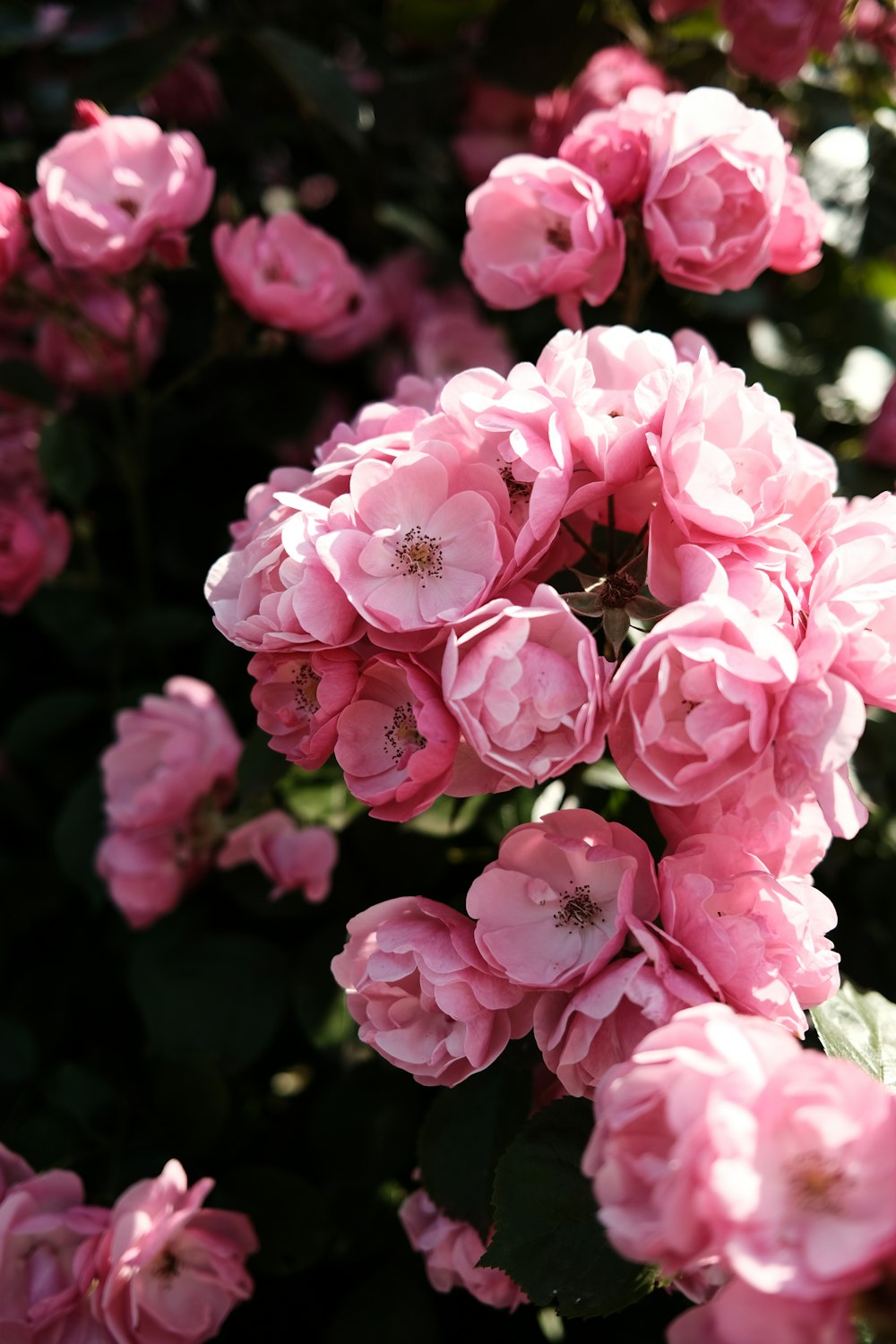 Un ramo de flores rosadas que están floreciendo