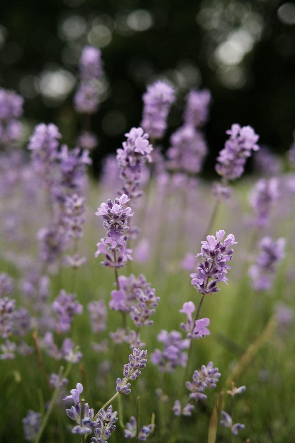 Un campo de flores de lavanda en flor