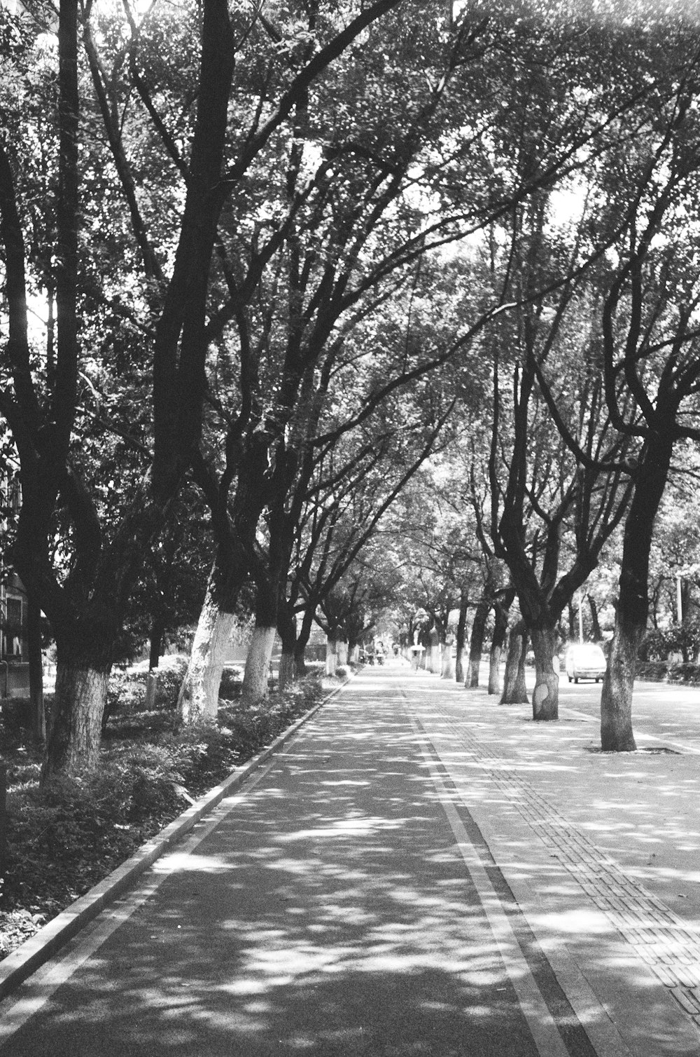 a black and white photo of a tree lined street