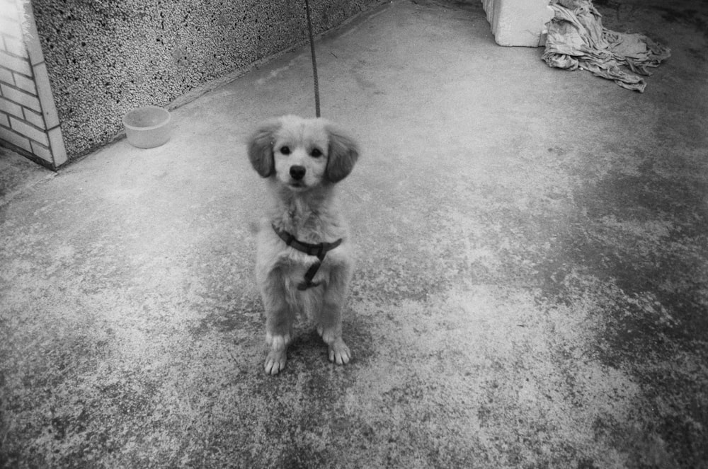 a black and white photo of a dog on a leash