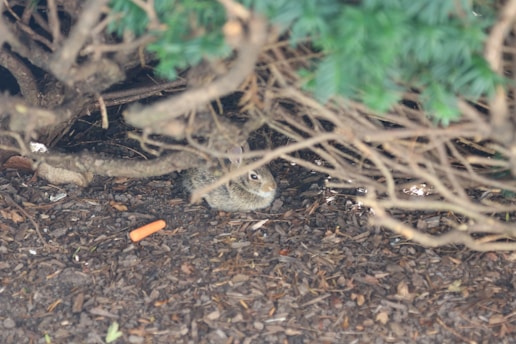 A rabbit is nestled under some dense, low branches, partially hidden by the foliage. The ground is covered in brown mulch, and a small orange carrot lies nearby.
