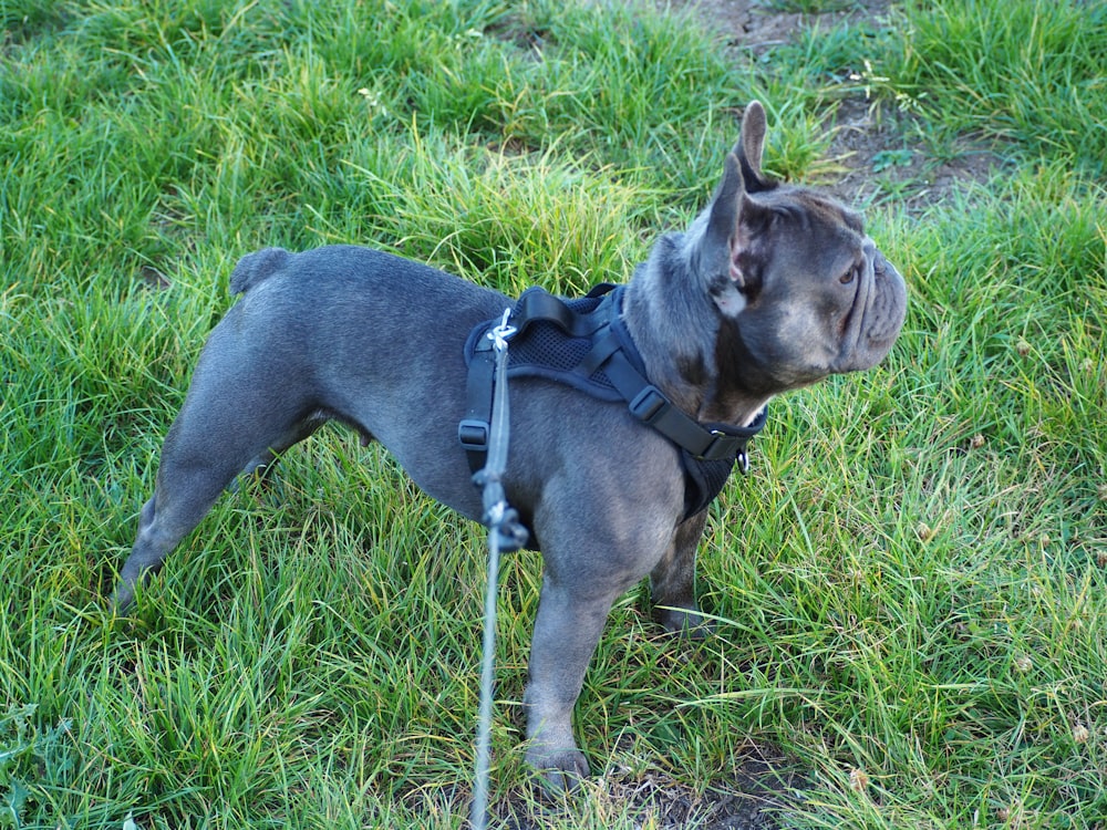 a dog with a harness on standing in the grass