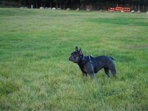 A dark-colored dog wearing a harness stands on a grassy field. In the background, there are trees and a line of orange traffic barriers.