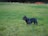 A dark-colored dog wearing a harness stands on a grassy field. In the background, there are trees and a line of orange traffic barriers.