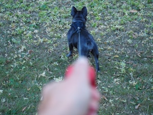 a small black dog standing on top of a lush green field