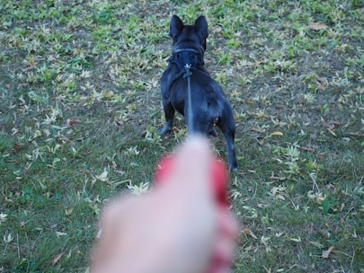 a small black dog standing on top of a lush green field