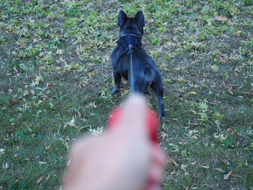 a small black dog standing on top of a lush green field