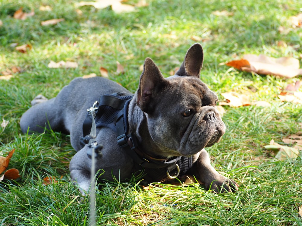 a small dog laying on top of a lush green field