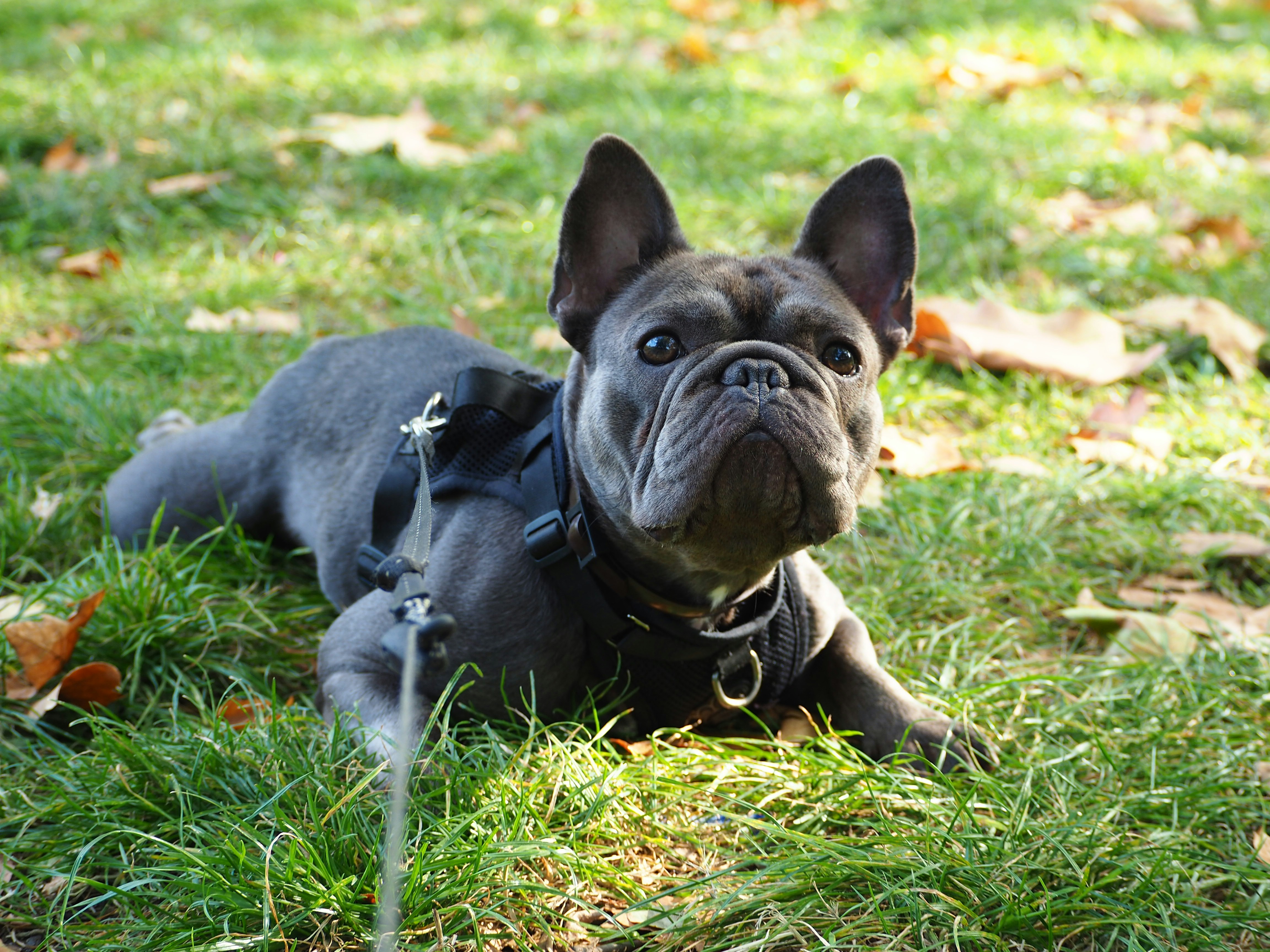 Un pequeño perro negro acostado en la cima de un exuberante campo verde