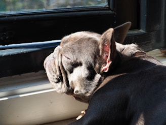 a black dog laying on top of a window sill