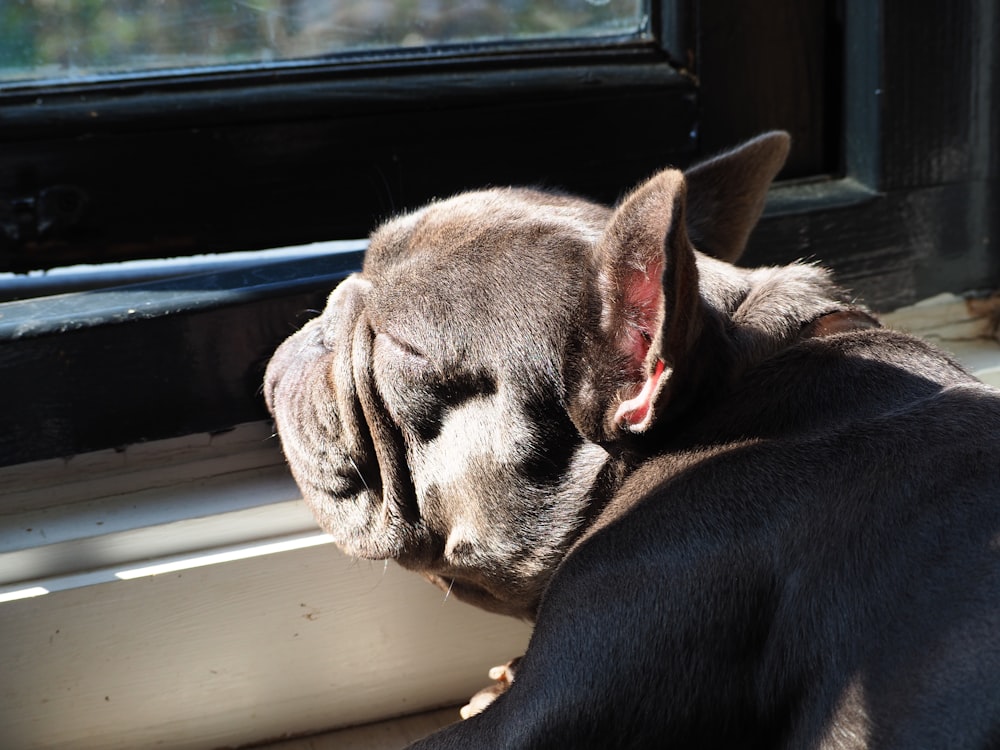 a black dog laying on top of a window sill