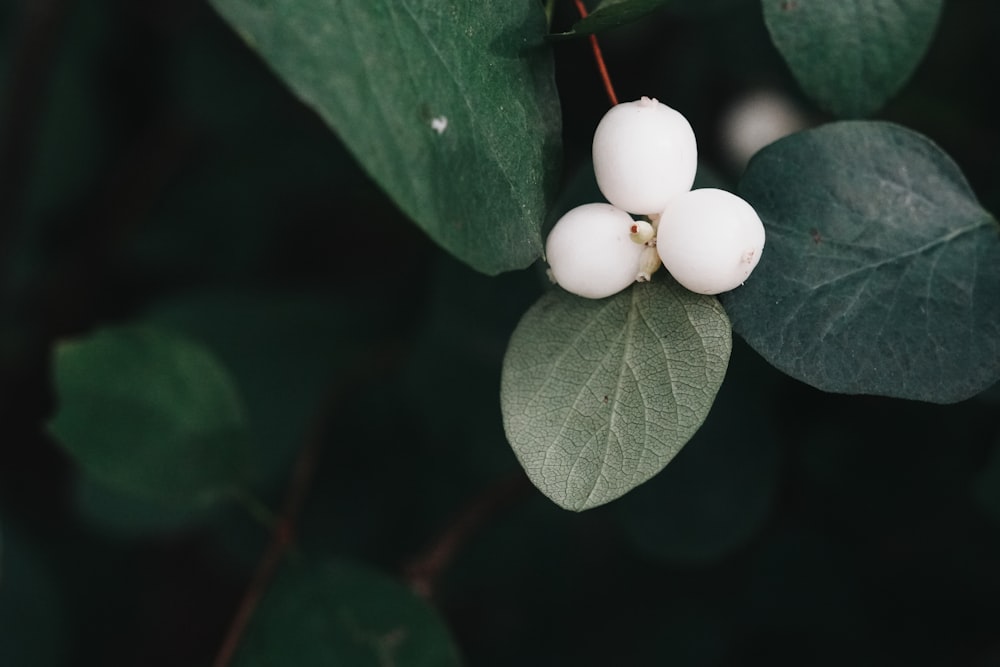 two white berries on a green leafy branch