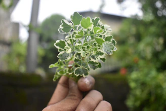 Hands holding a fresh neem dattoon outdoors with lush green foliage softly blurred in the background.