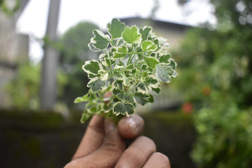 Hands holding a fresh neem dattoon outdoors with lush green foliage softly blurred in the background.