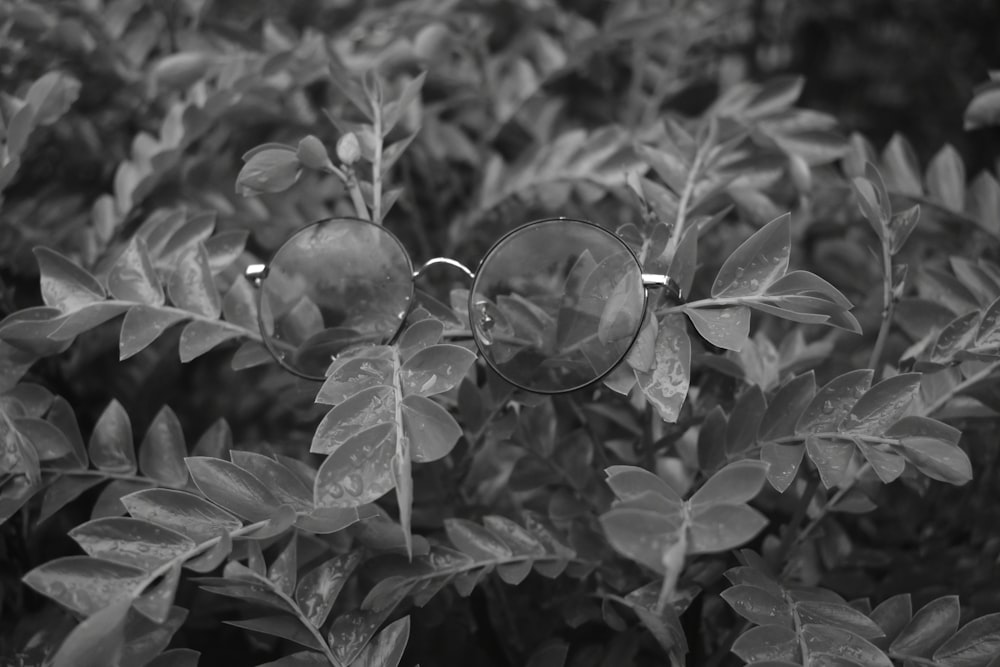 a pair of glasses sitting on top of a bush