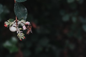 A bee is perched on a cluster of small, colorful flowers and a white berry-like fruit, set against a dark, blurry background. The leaves are dark green and glossy, with the flowers displaying pink, red, and white colors.
