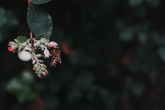 A bee is perched on a cluster of small, colorful flowers and a white berry-like fruit, set against a dark, blurry background. The leaves are dark green and glossy, with the flowers displaying pink, red, and white colors.