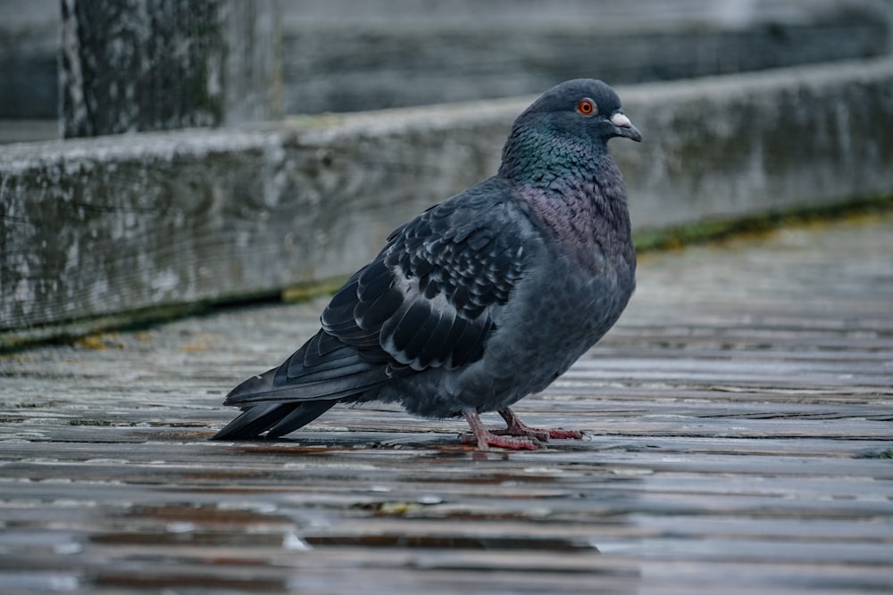 a pigeon is standing on the ground in the rain