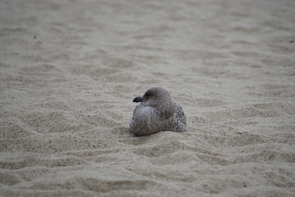 a seagull sitting in the sand on a beach