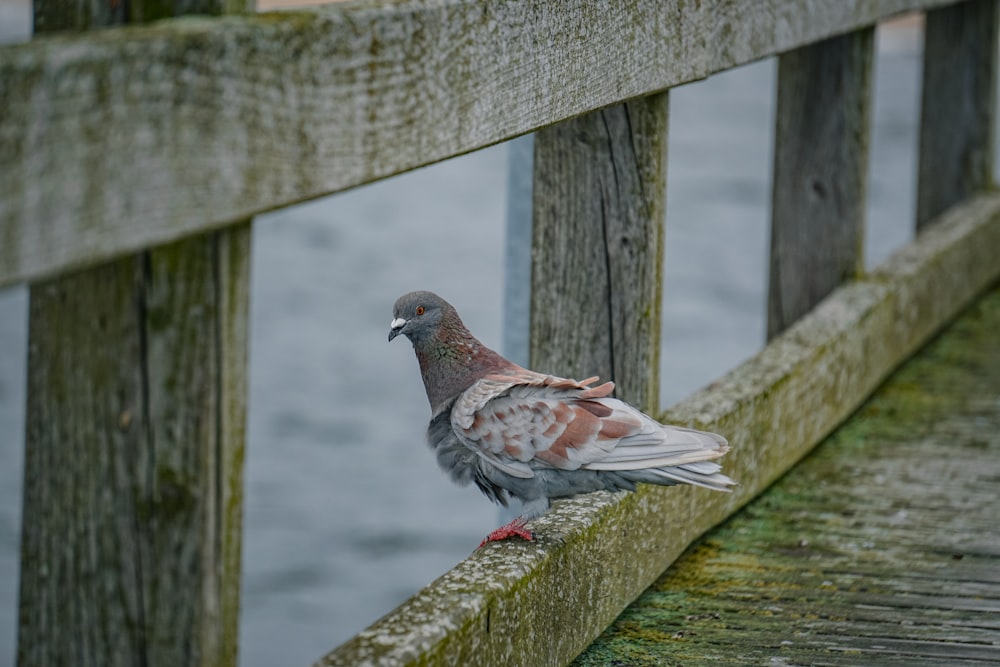 a pigeon is perched on a wooden fence