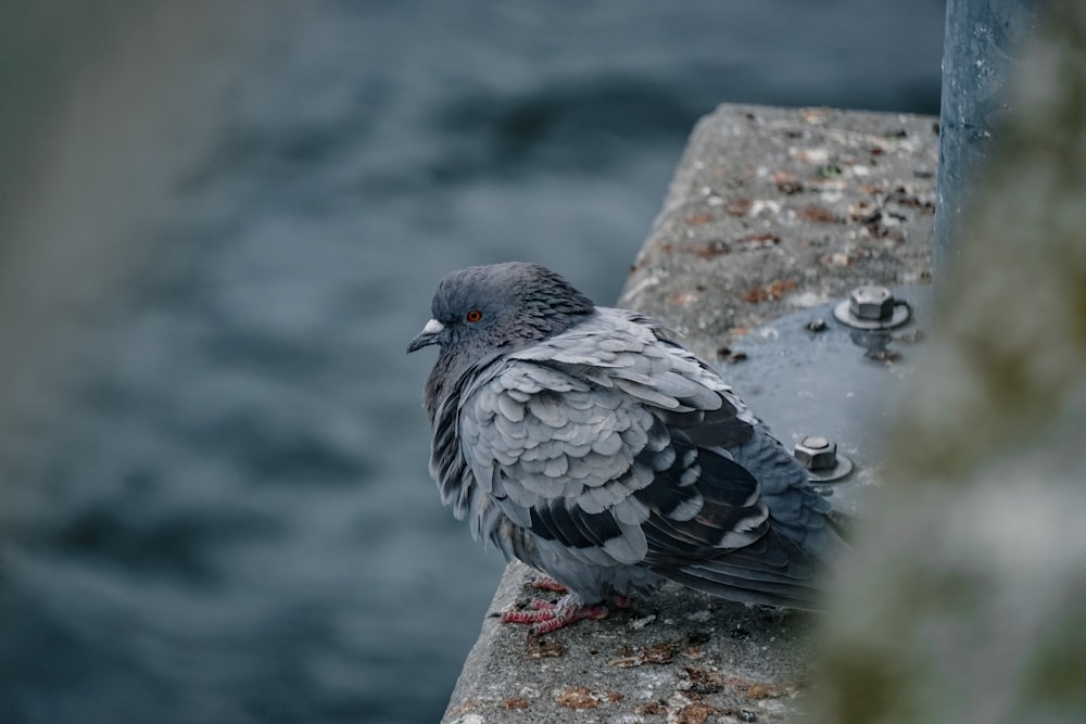 Una paloma sentada en una repisa junto a un cuerpo de agua
