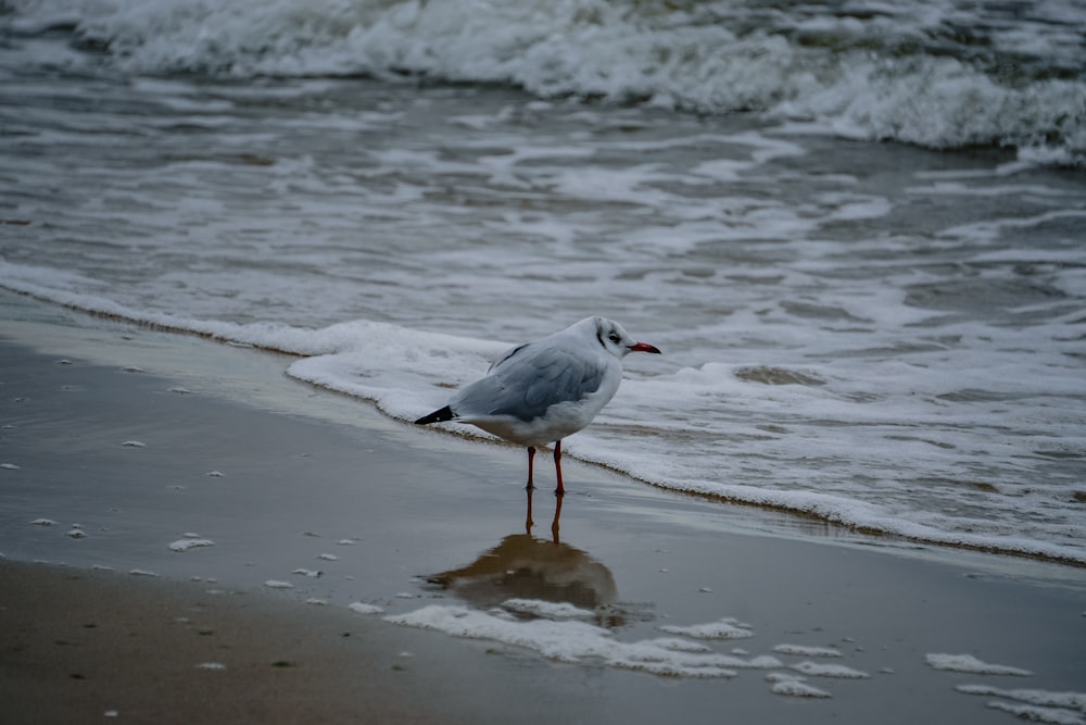 a seagull standing on the beach next to the ocean