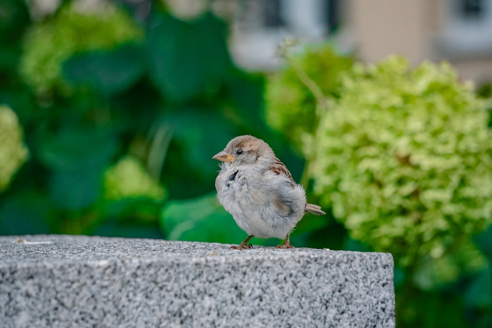 un petit oiseau assis sur un bloc de ciment