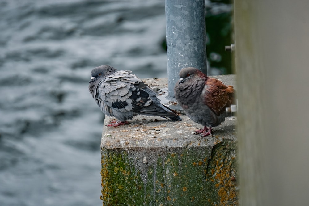 Un par de pájaros que están sentados en un poste