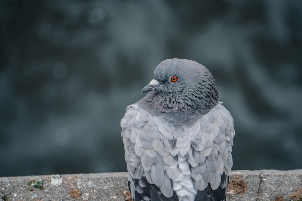 a bird sitting on a ledge next to a body of water