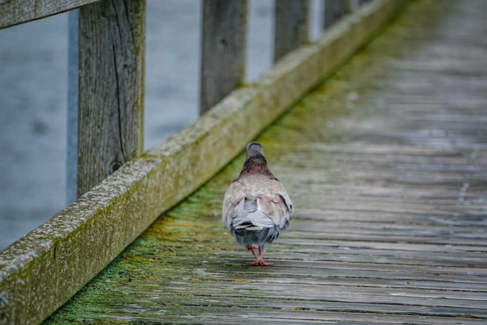 a bird walking across a wooden bridge over water
