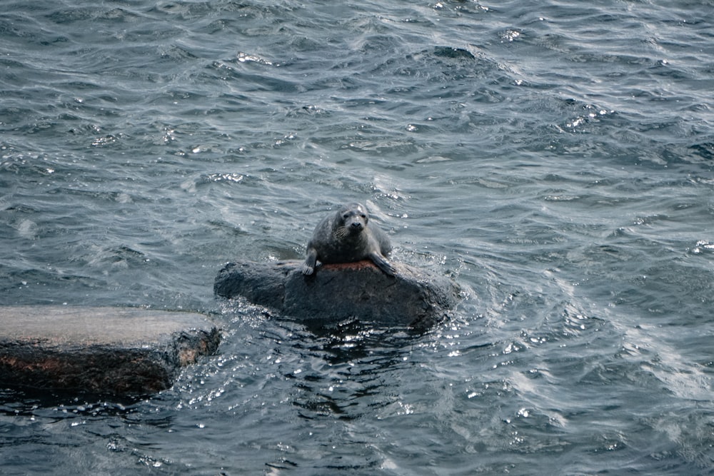 a seal is sitting on a rock in the water
