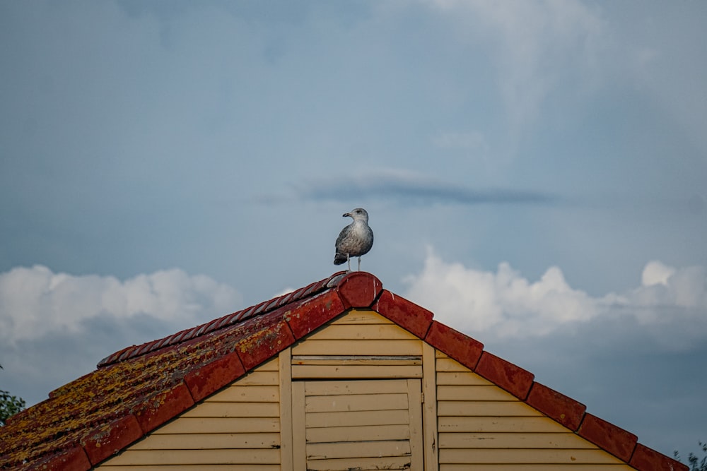 a seagull sitting on top of a roof